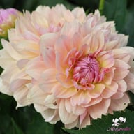 Joel's Favourite Dahlia Tuber