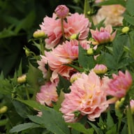 Joel's Favourite Dahlia Knöl