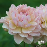 Joel's Favourite Dahlia Tuber