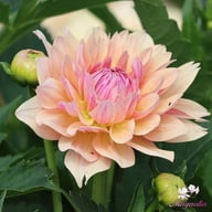 Joel's Favourite Dahlia Tuber