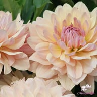 Joel's Favourite Dahlia Tuber