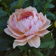Joel's Favourite Dahlia Tuber