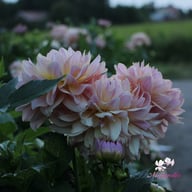 Joel's Favourite Dahlia Tuber