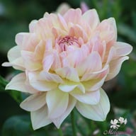 Joel's Favourite Dahlia Tuber