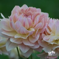Joel's Favourite (cutting) Dahlia Cutting