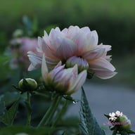 Joel's Favourite (cutting) Dahlia Cutting