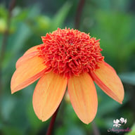 Josie Dahlia Tuber
