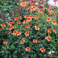 Josie Dahlia Tuber