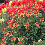 Josie Dahlia Tuber