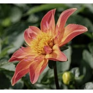 Josie's Romance Tuber