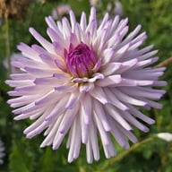 Josudi Andromeda Tuber