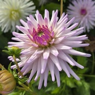 Josudi Andromeda Tuber