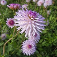 Josudi Andromeda Tuber