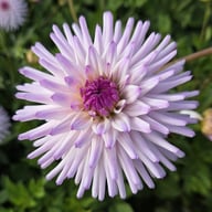 Josudi Andromeda Tuber