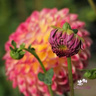 Jowey Arenda Dahlia Knöl
