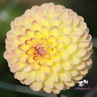 Jowey Arenda Dahlia Knöl