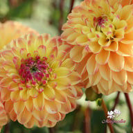 Jowey Arenda Dahlia Knöl