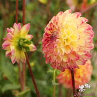 Jowey Arenda Dahlia Knöl