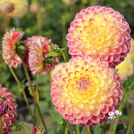 Jowey Arenda Dahlia Knöl