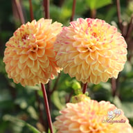 Jowey Arenda Dahlia Knöl