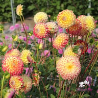 Jowey Arenda Dahlia Knöl