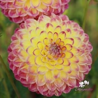 Jowey Arenda Dahlia Knöl