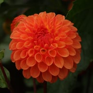 Jowey Chantal Dahlia Tuber