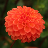Jowey Chantal Dahlia Tuber