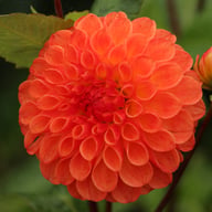 Jowey Chantal Dahlia Tuber