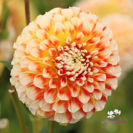 Jowey Fantasy Dahlia Tuber