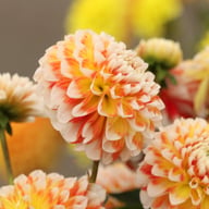 Jowey Fantasy Dahlia Tuber