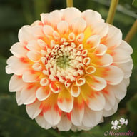 Jowey Fantasy Dahlia Tuber