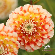 Jowey Fantasy Dahlia Tuber