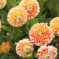 Jowey Fantasy Dahlia Tuber