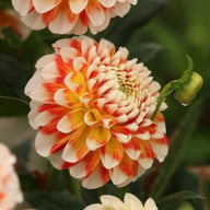 Jowey Fantasy Dahlia Tuber