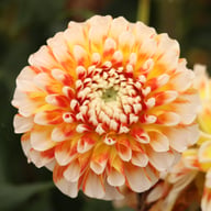 Jowey Fantasy Dahlia Tuber