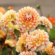 Jowey Fantasy Dahlia Tuber