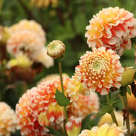 Jowey Fantasy Dahlia Tuber