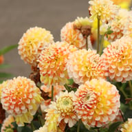 Jowey Fantasy Dahlia Tuber