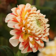 Jowey Fantasy Dahlia Tuber
