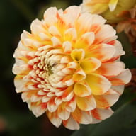 Jowey Fantasy Dahlia Tuber