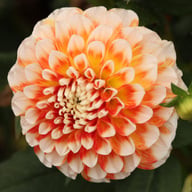 Jowey Fantasy Dahlia Tuber