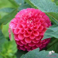 Jowey Frambo Dahlia Tuber