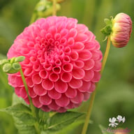 Jowey Frambo Dahlia Tuber