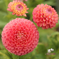 Jowey Frambo Dahlia Tuber