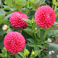 Jowey Frambo Dahlia Tuber
