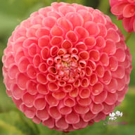 Jowey Frambo Dahlia Tuber