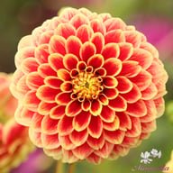 Jowey Hubert Dahlia Tuber