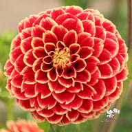 Jowey Hubert Dahlia Tuber