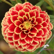 Jowey Hubert Dahlia Tuber